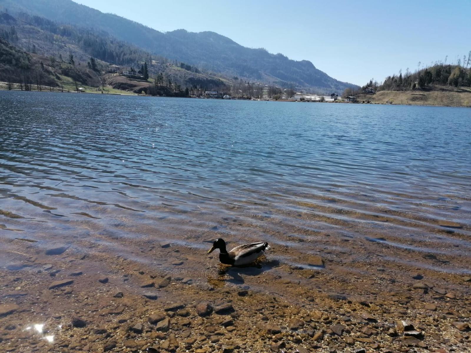 Ca' Dei Cigni Apartment Calceranica al Lago Exterior foto